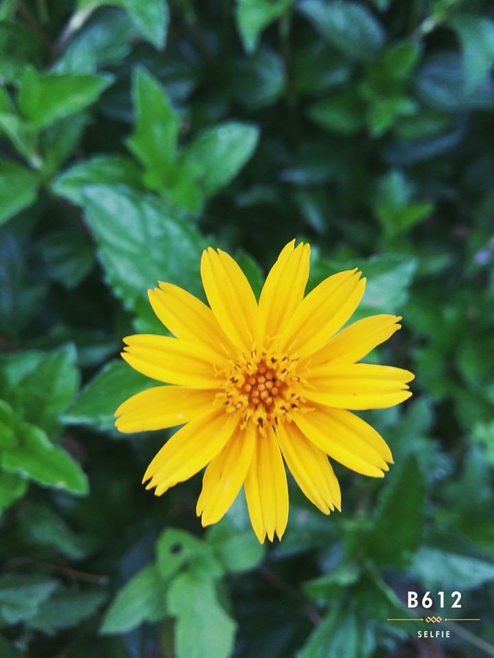 a yellow flower