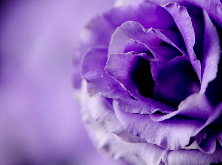 Purple Angel Rose
