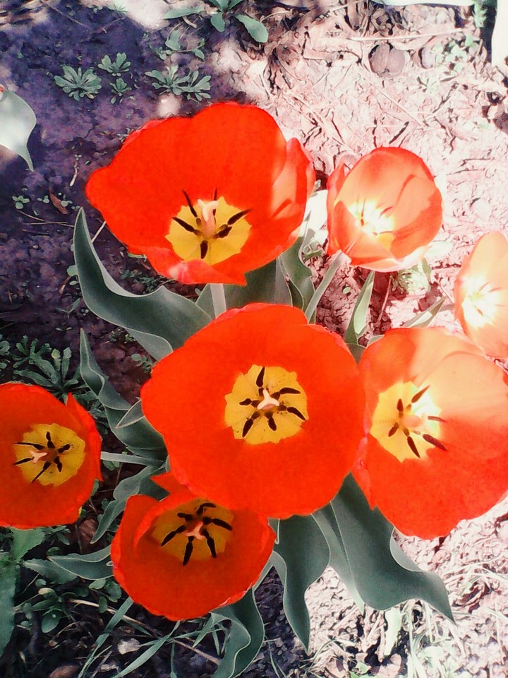 Flowers