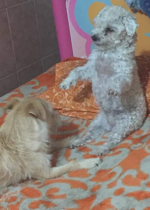 Platicando