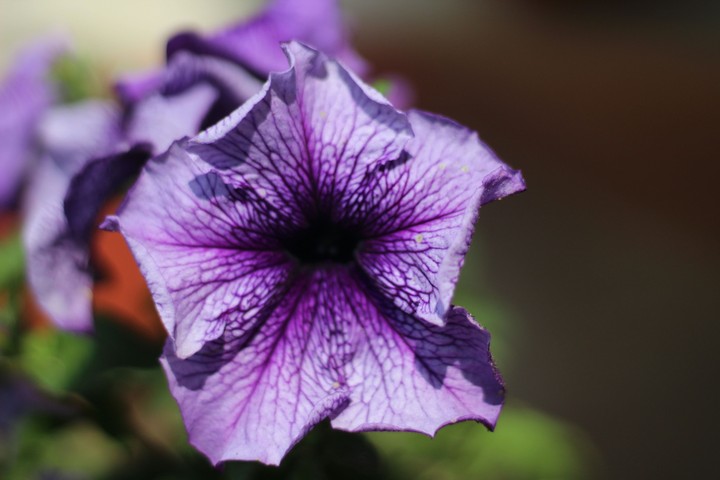 purple and white