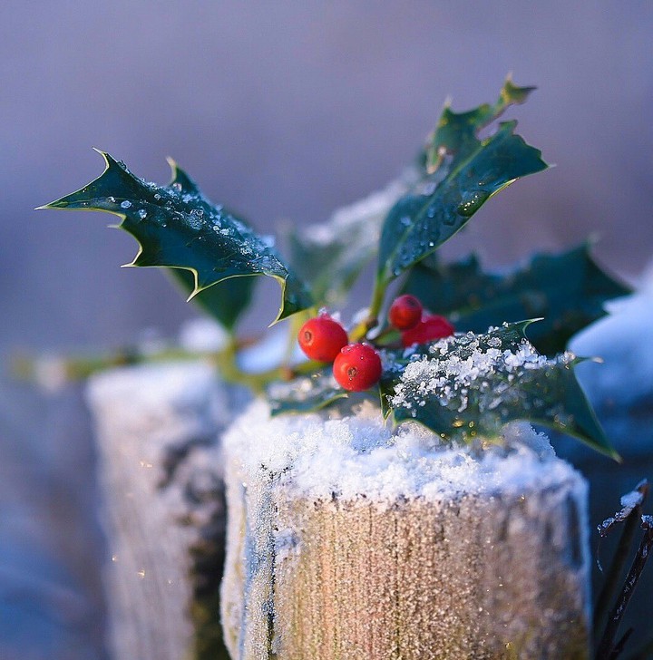 Holly