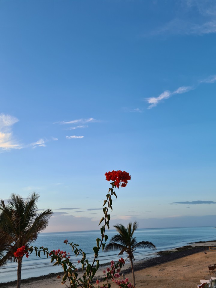 flowers