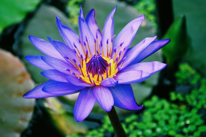 Purple flower