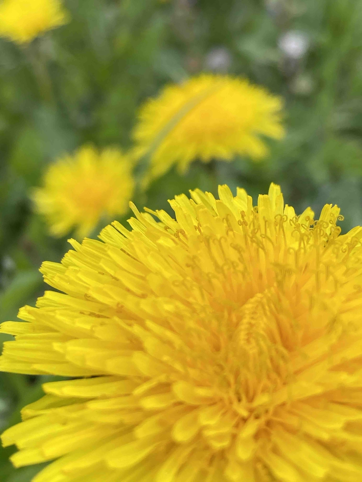 одуванчик