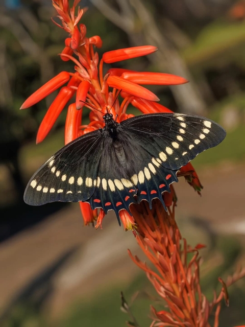 sfondi swallowtails, lepidoptera