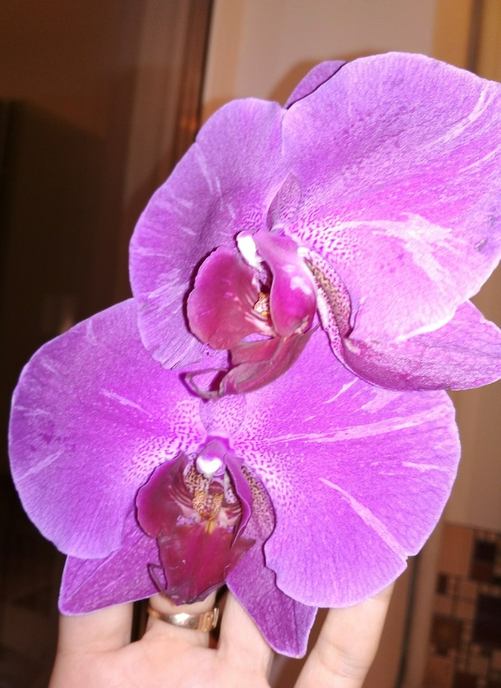 My Orchid