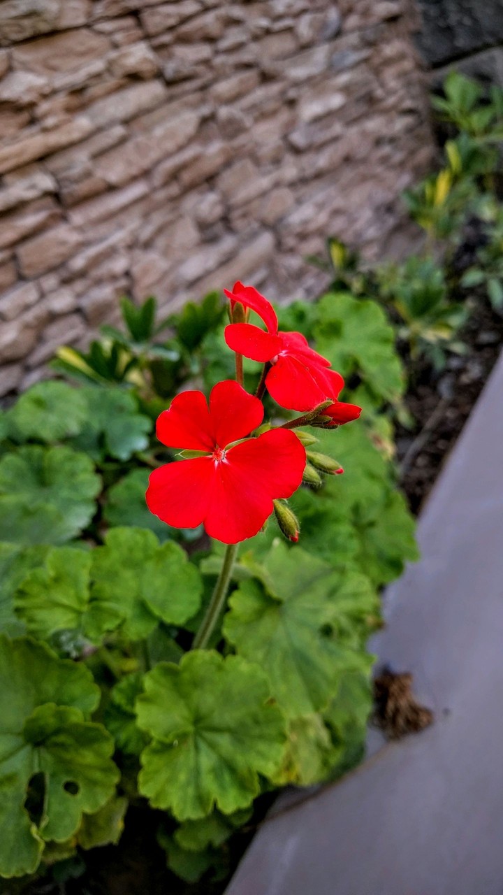 Seasonal flower