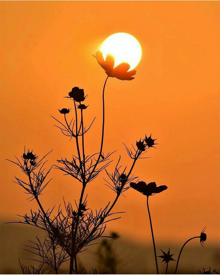 sun