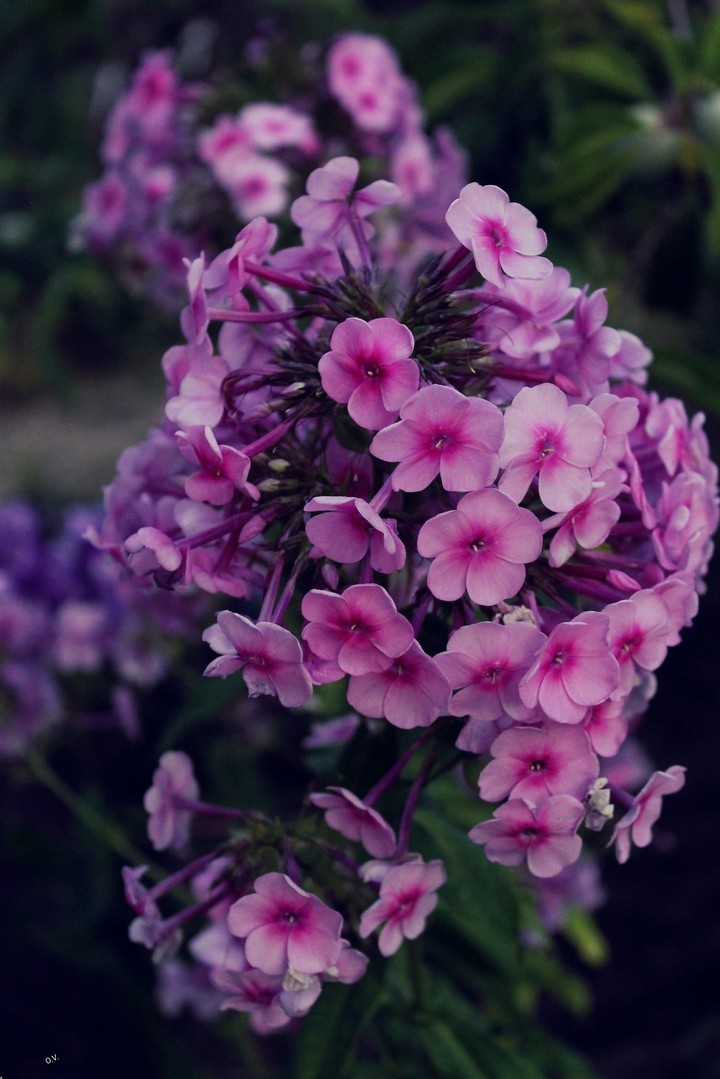 FEEL THE PINK