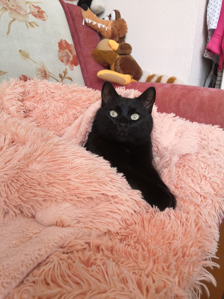 кот
