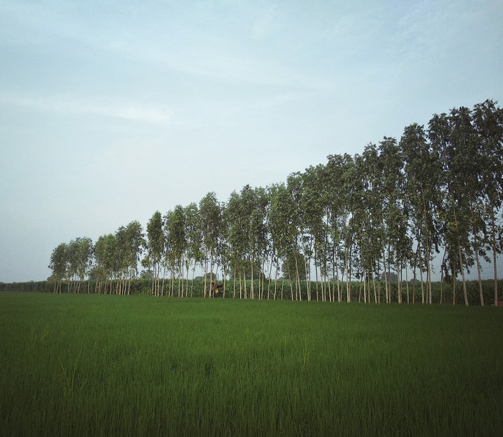 Trees