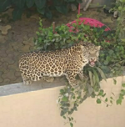 چیتا، leopard ?