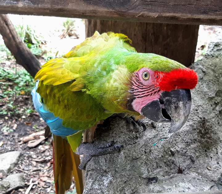 Guacamaya