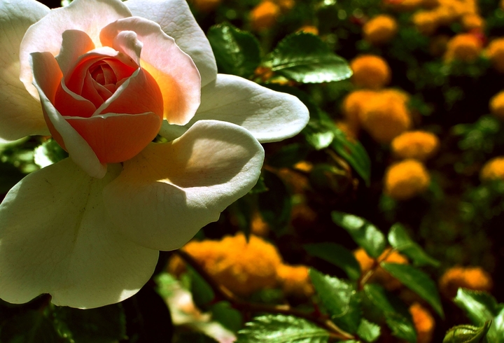 rose