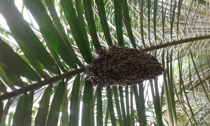 abejas