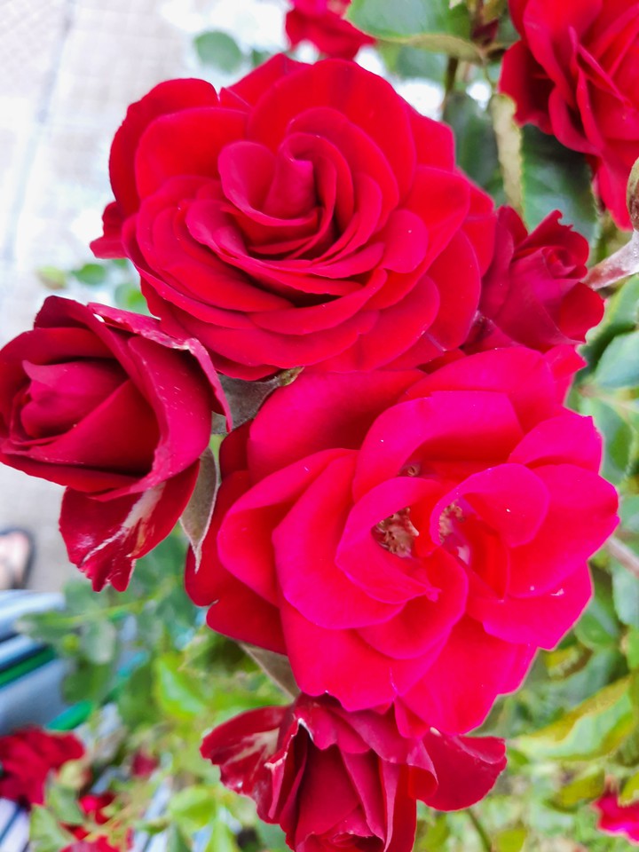 rose