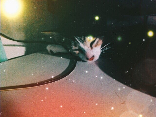 album my cat