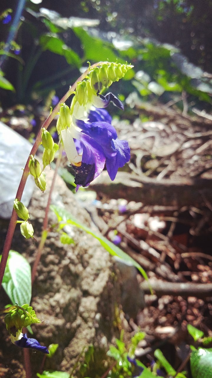 purple grll
