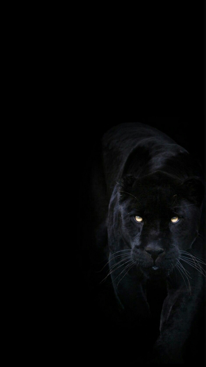 Black panther