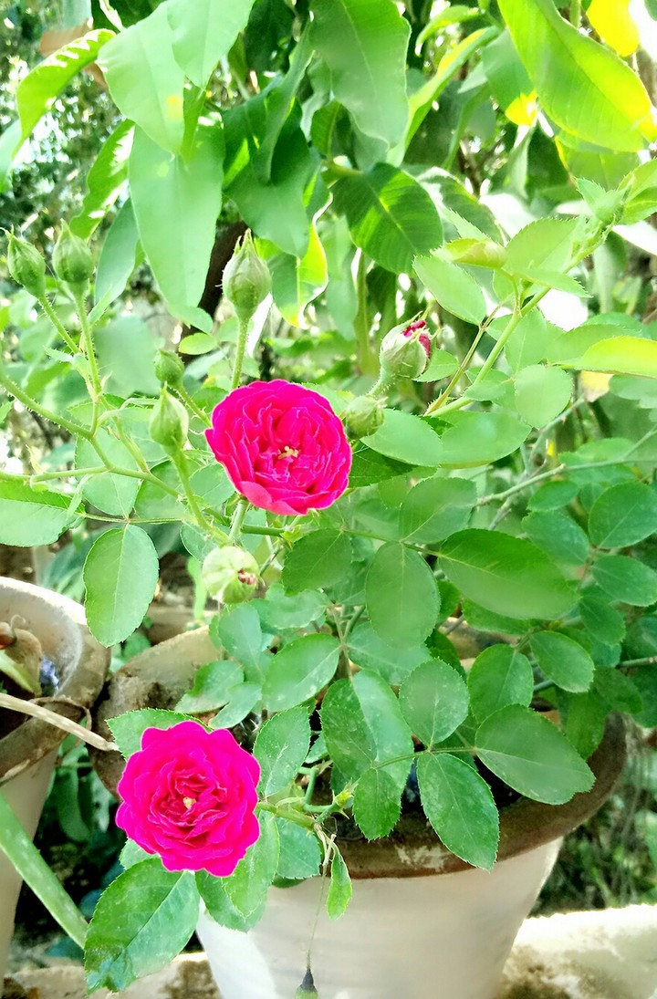 Rose