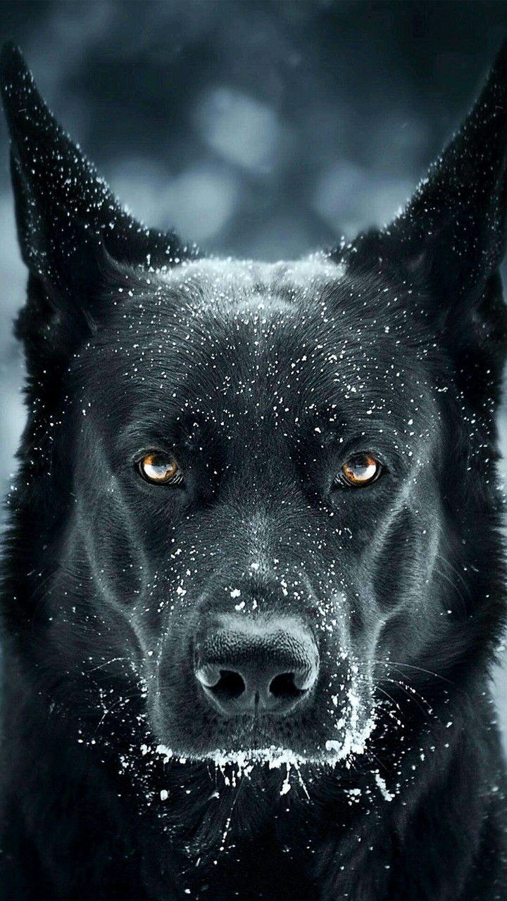 Wolfieeee