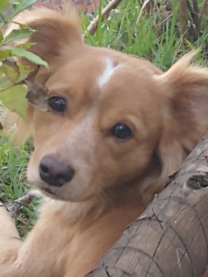 dog, ghost- Milena - Betim MG