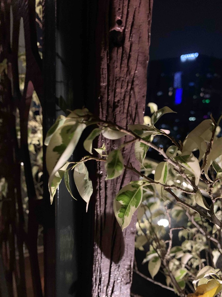 plants