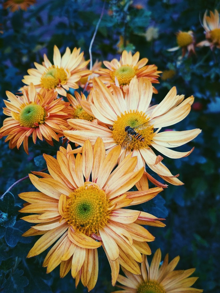 The best flowers 