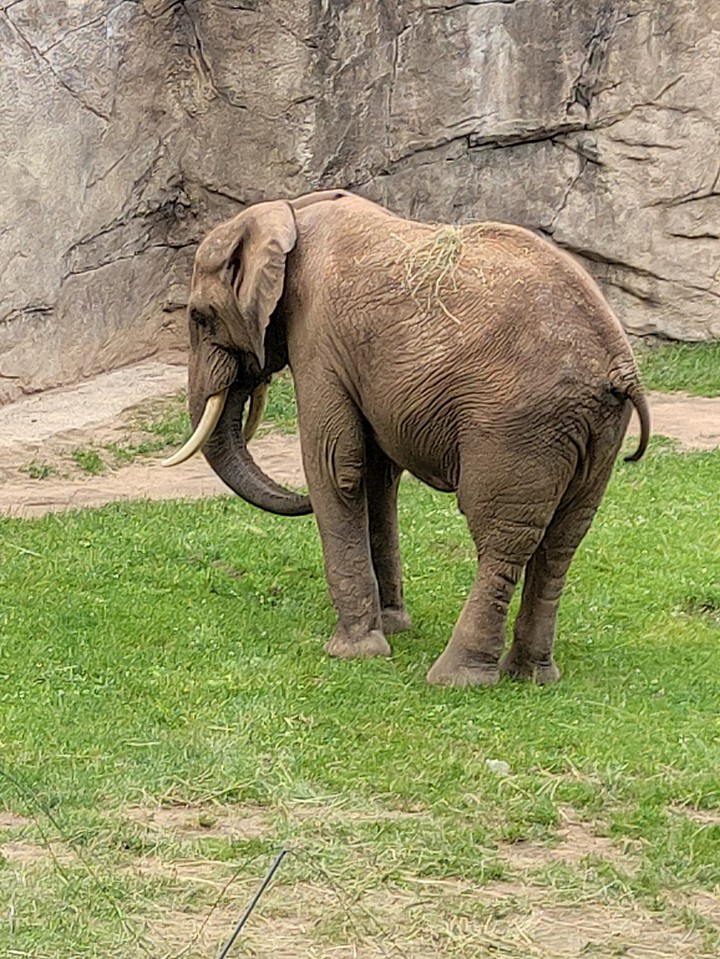 Elefant