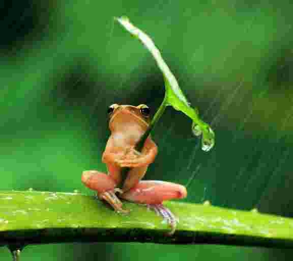 protegendo da chuva