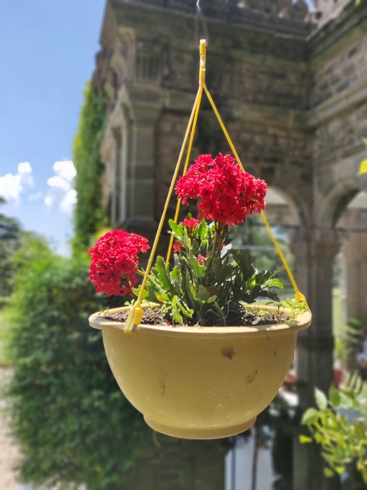 flower pot