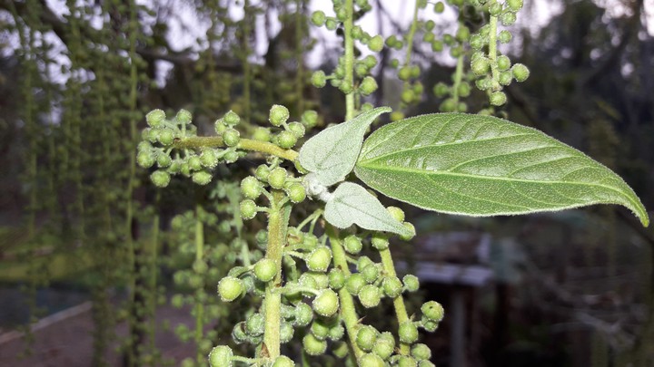 Leaf flowers লাটাই ফুল পাতা Best Photo.