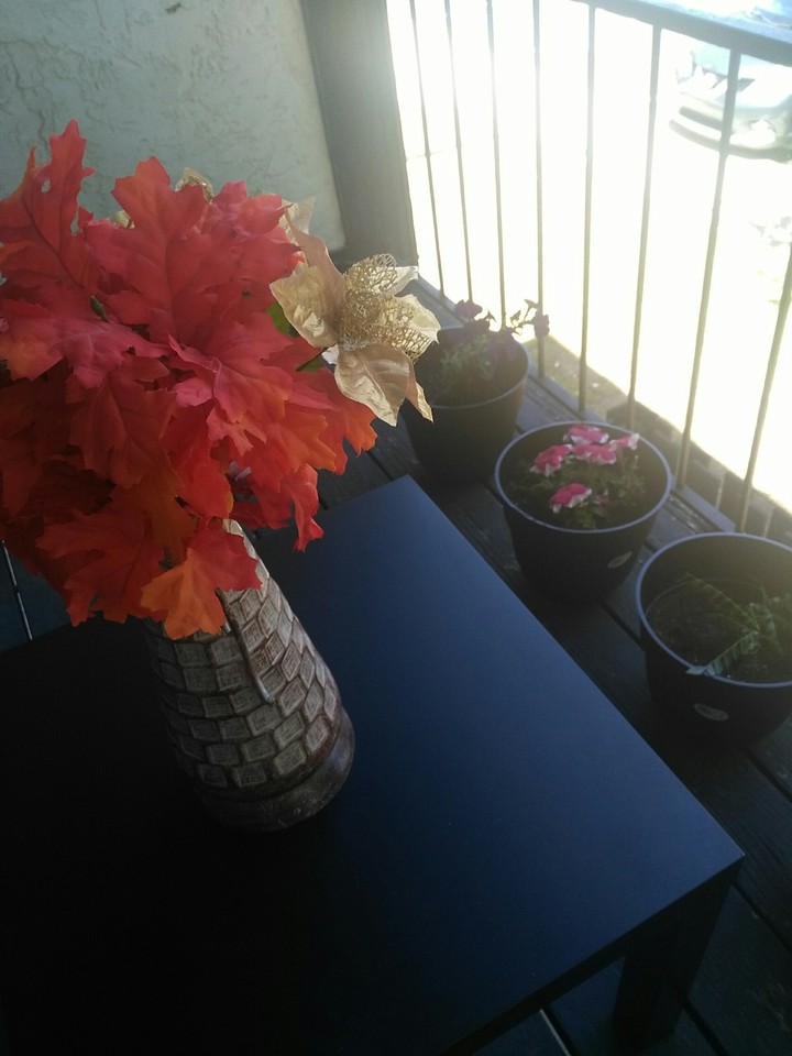 My Tiny Patio Garden