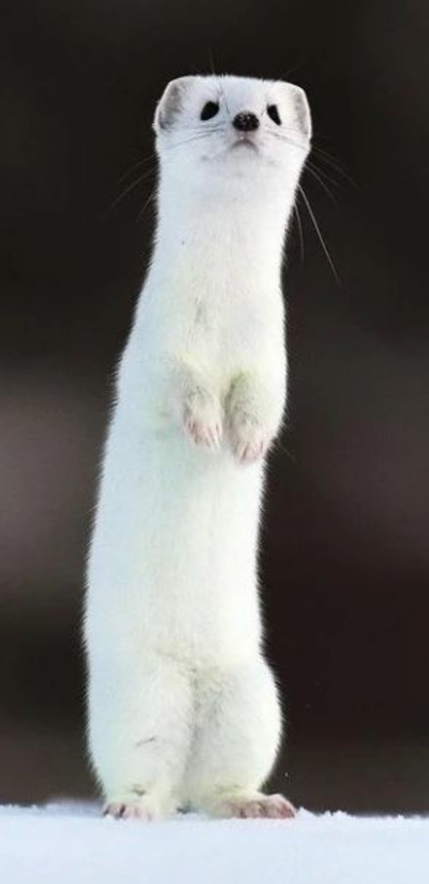 sfondi Carnivore, Tail
