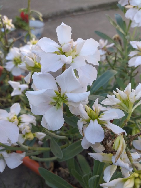 viola