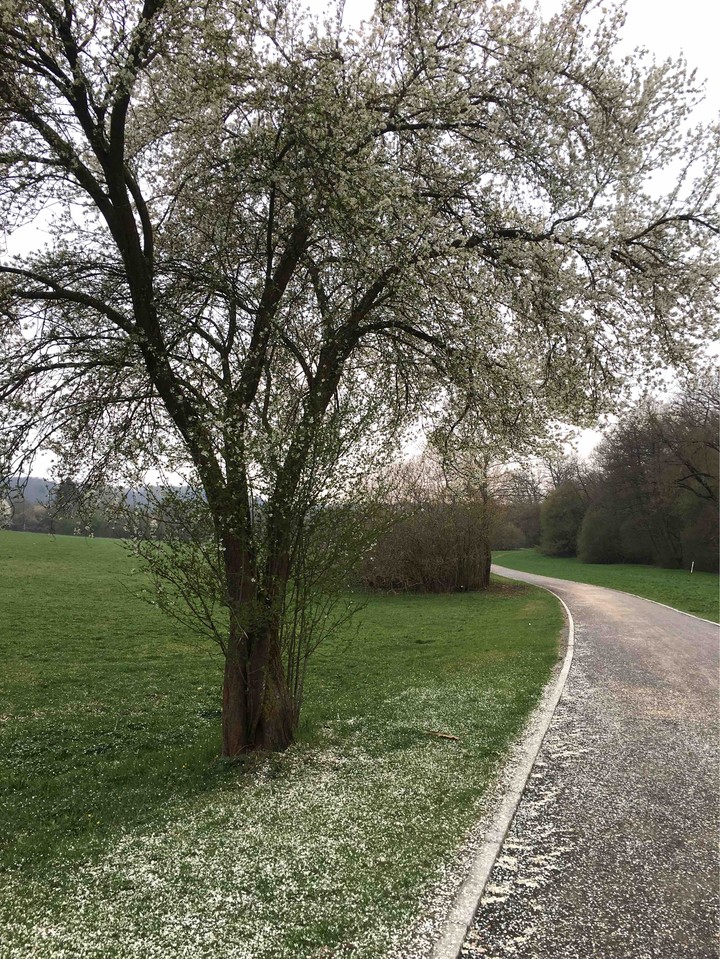 spring