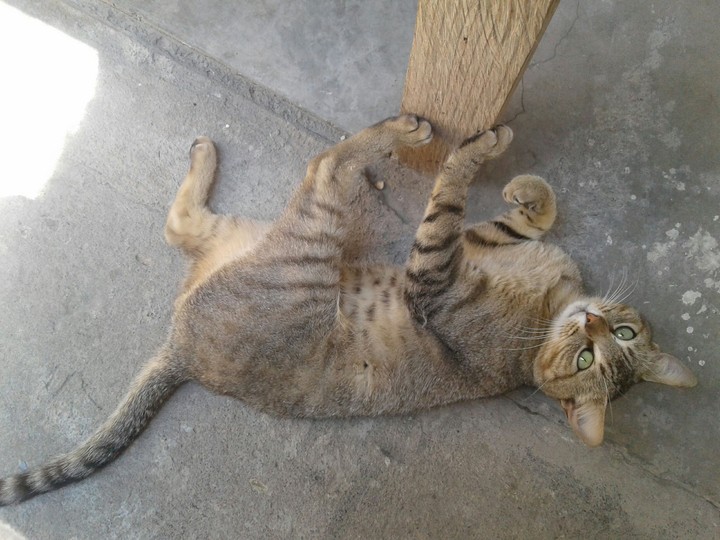 manchas