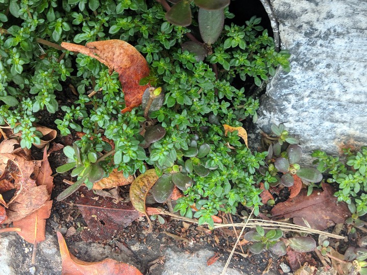 O asfalto e as plantas