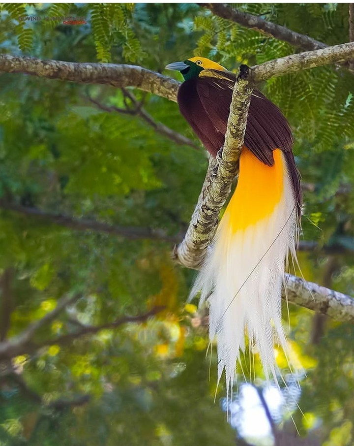 bird