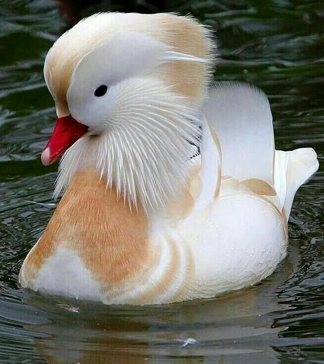 Птицы