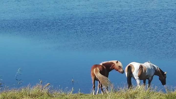 Pferde auf einer Wiese mit einem See
