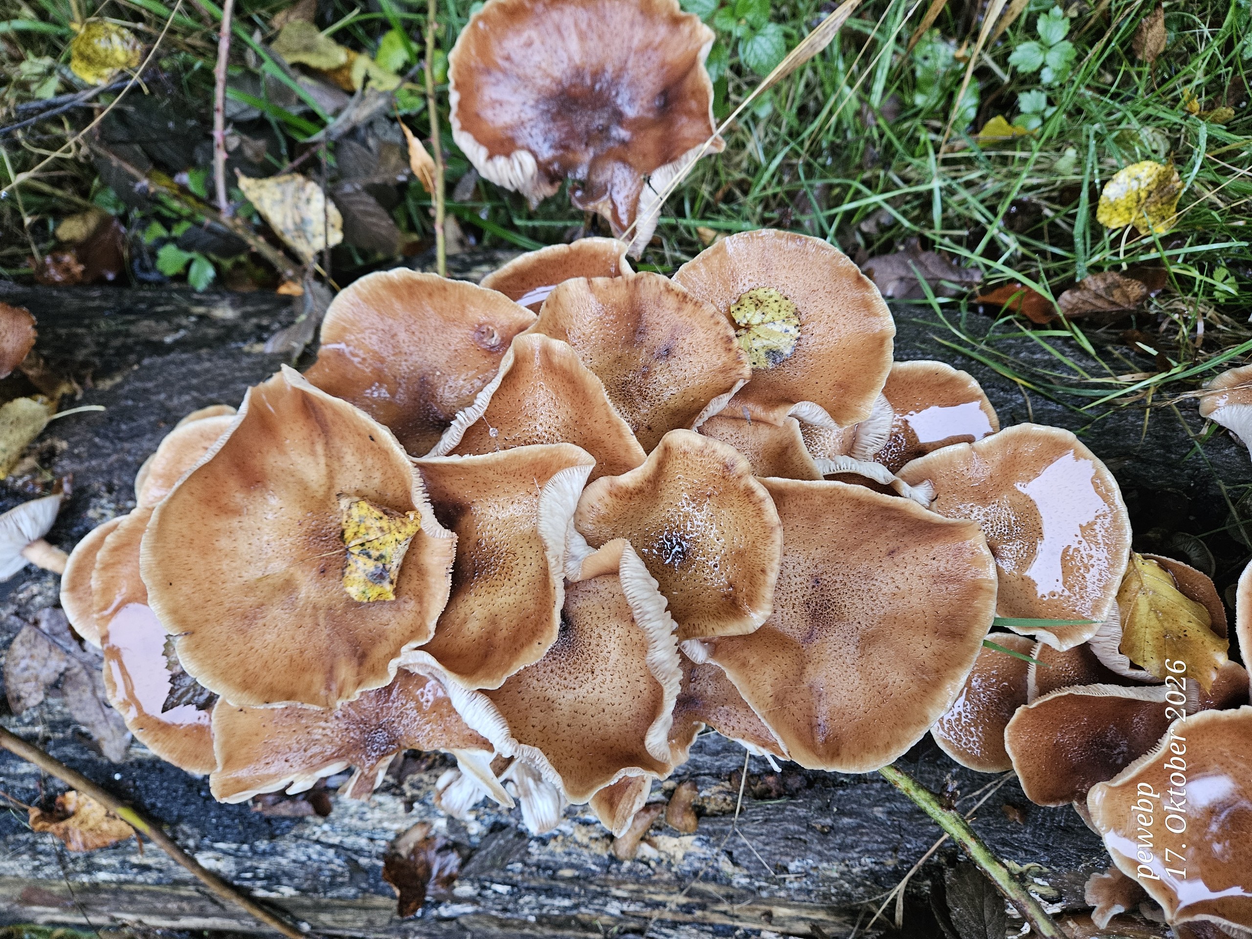 Plant_pathology, Liverworts, Araliaceae