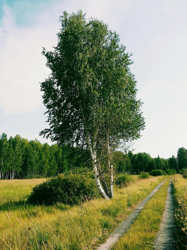 Русский лес