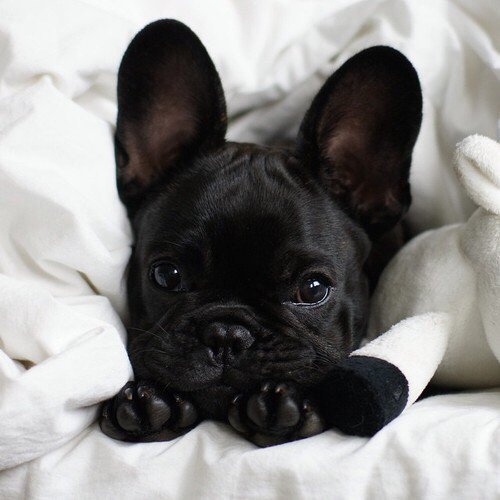 Cute bulldog