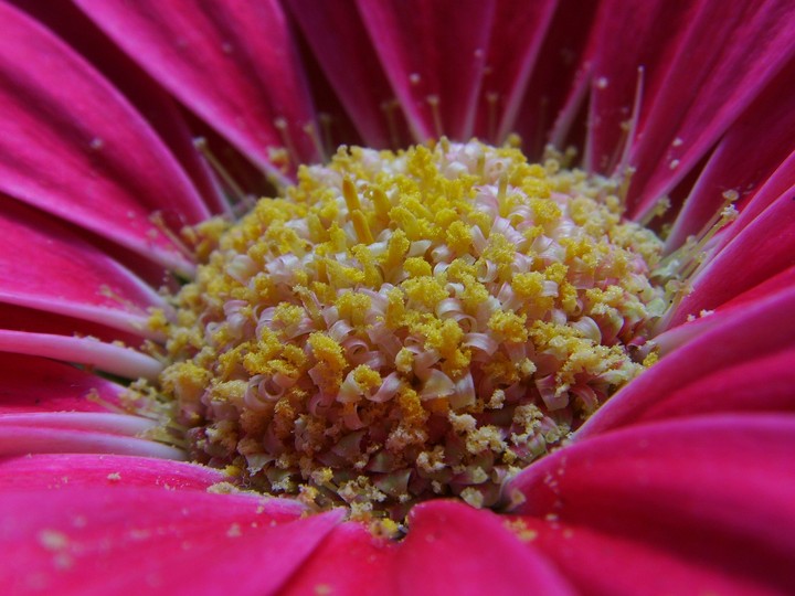 Summer flower