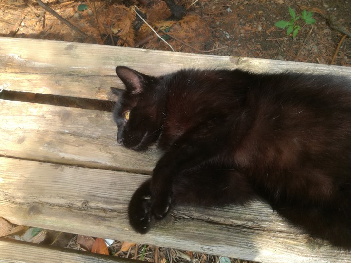 blackburn​ cat