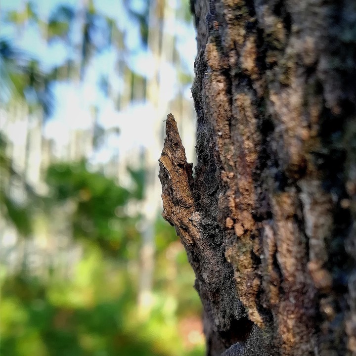 bark of wood