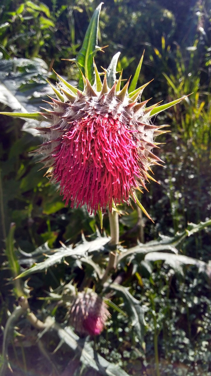 Flor silvestre