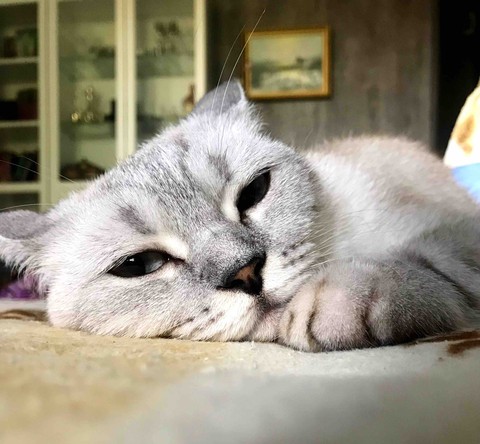 Scottish cat